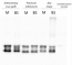 Lhca2 | PSI type II chloropyll a/b-binding protein